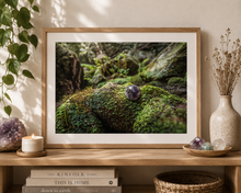 Load image into Gallery viewer, Forest Amethyst | Nature Photography Print