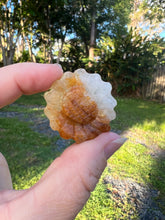 Load image into Gallery viewer, Golden Healer Sunflower