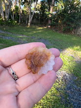 Load image into Gallery viewer, Golden Healer Sunflower