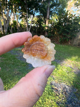 Load image into Gallery viewer, Golden Healer Sunflower
