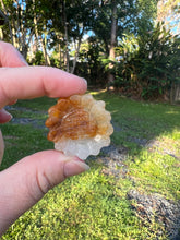 Load image into Gallery viewer, Golden Healer Sunflower