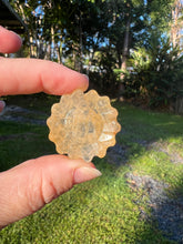 Load image into Gallery viewer, Golden Healer Sunflower