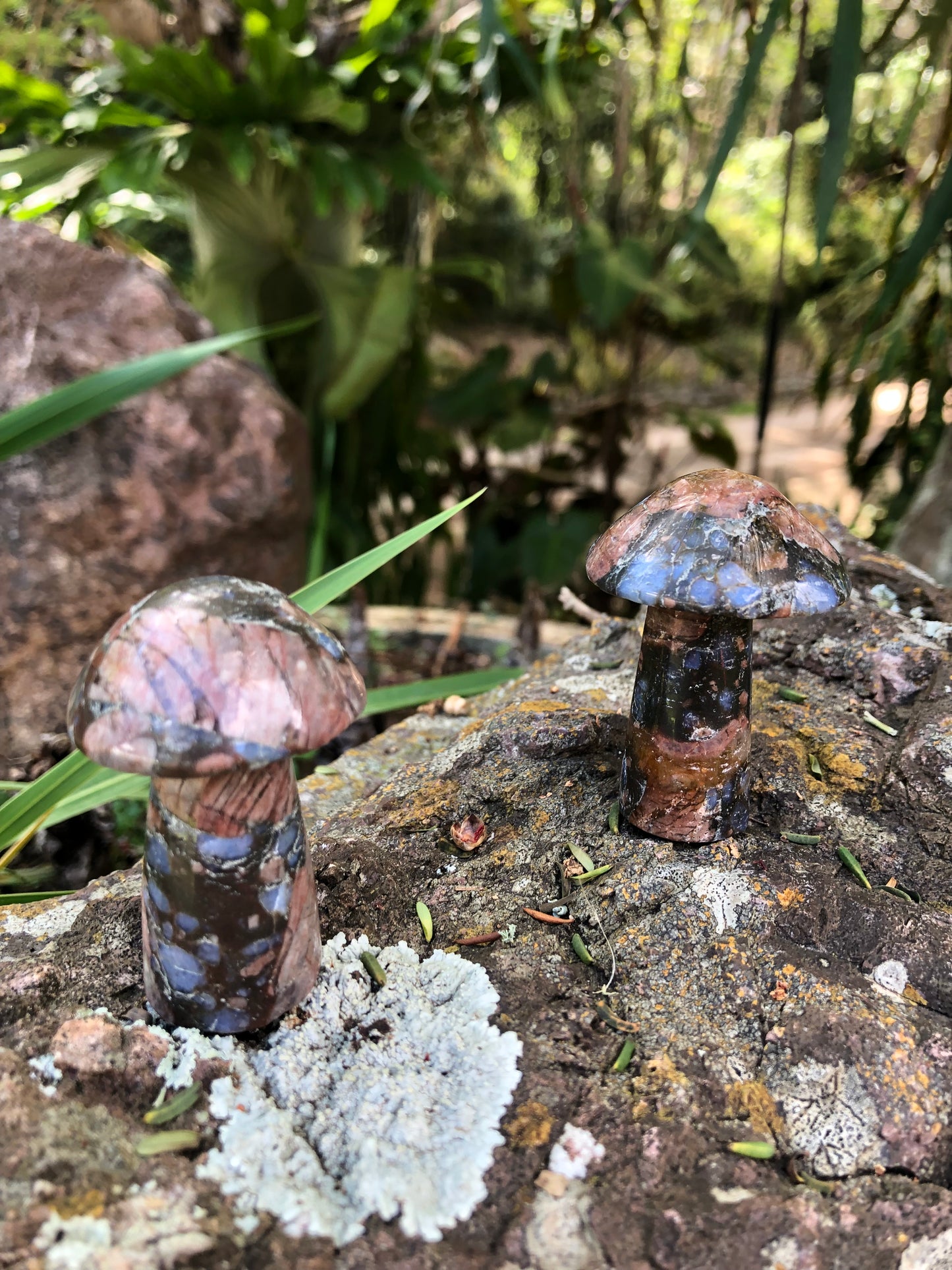 Que Sera Mushroom