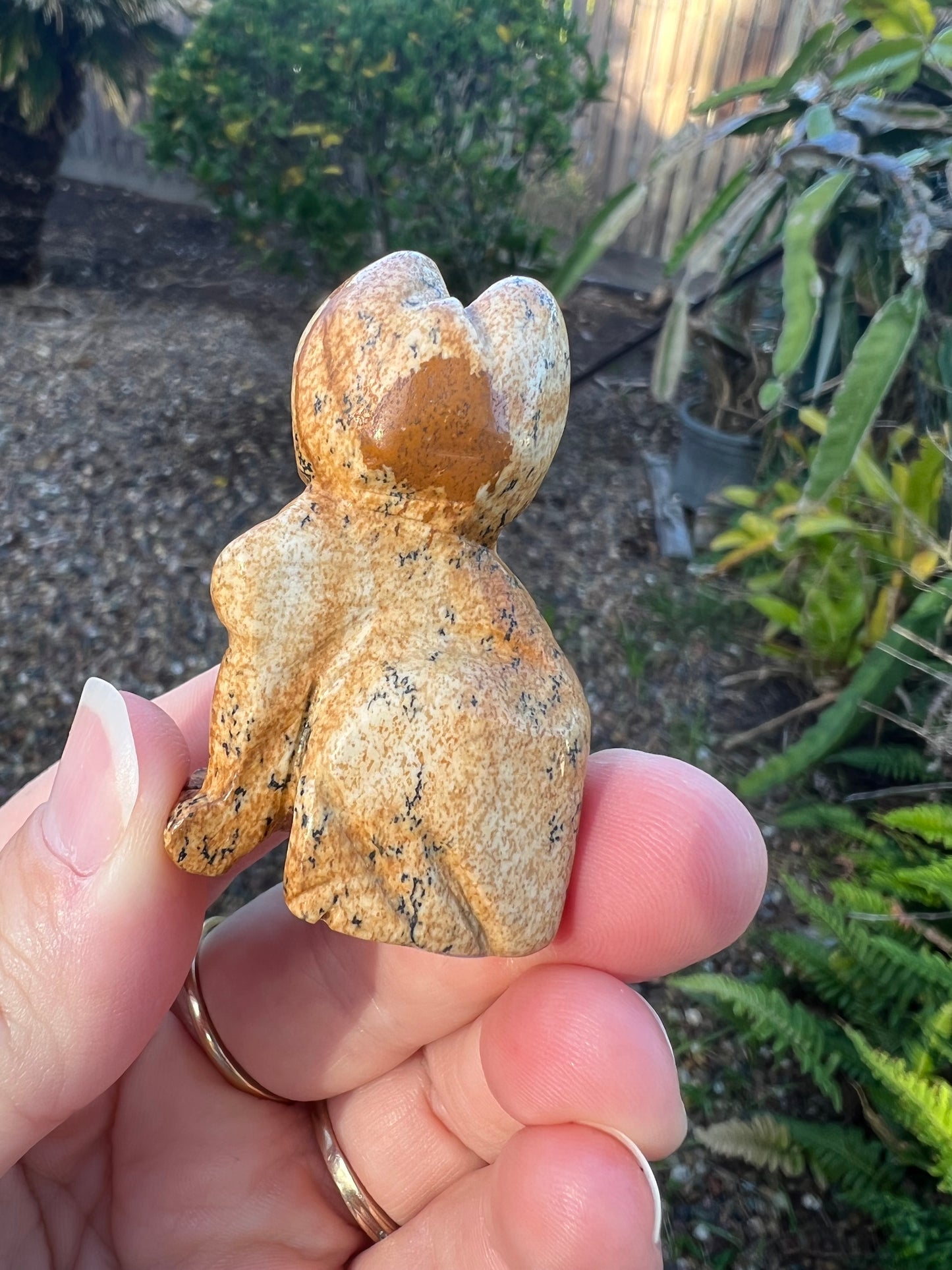 Picture Jasper Cat