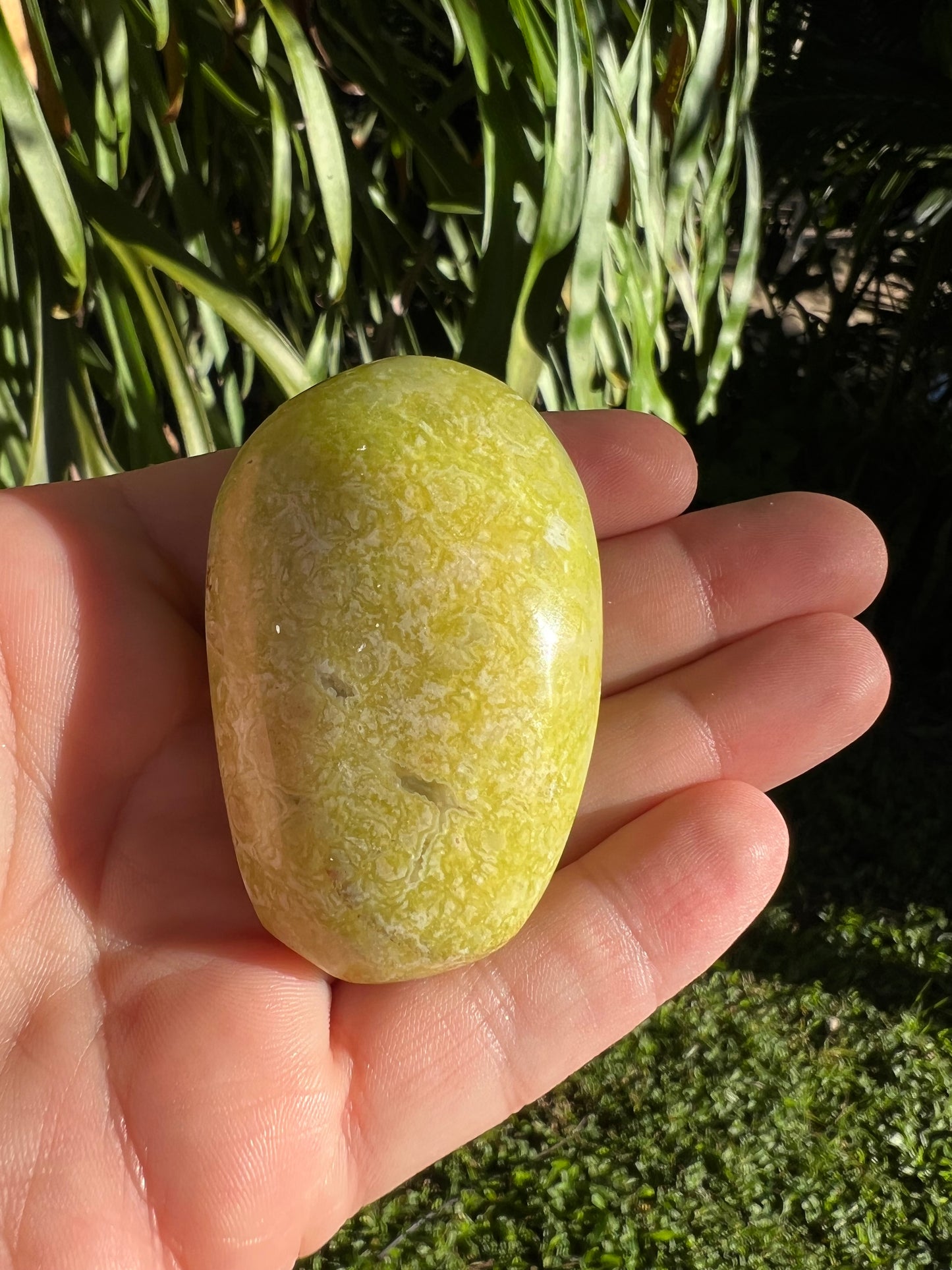 Green Opal Palm Stone