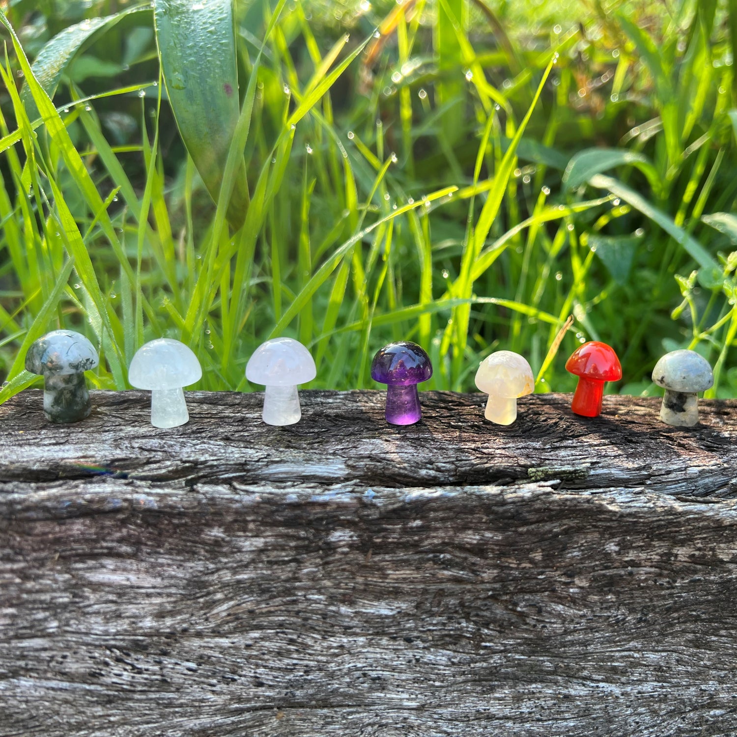 Mini Mushrooms
