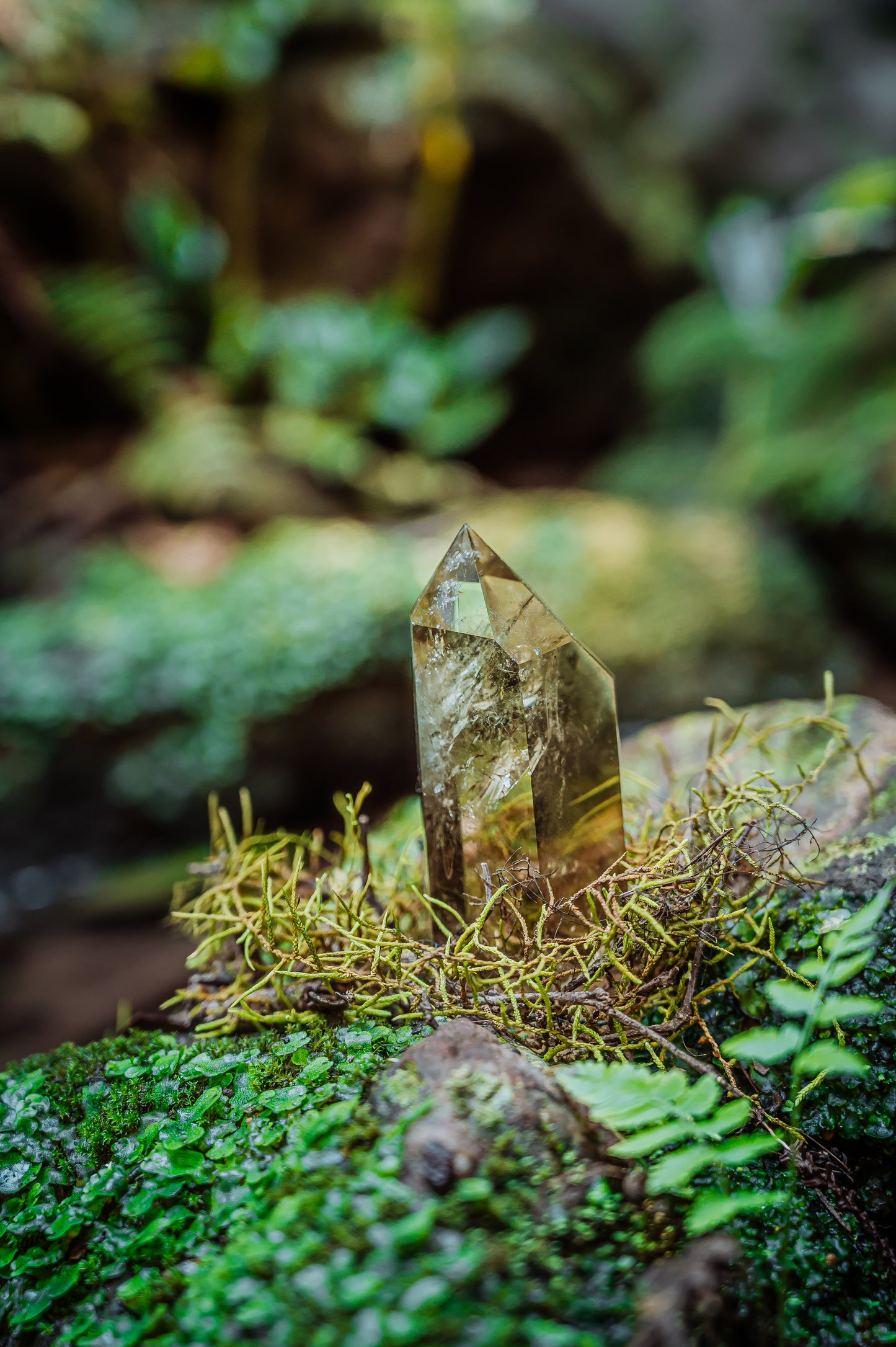 Forest Citrine | Nature Photography Print