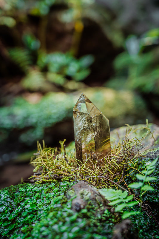 Forest Citrine | Nature Photography Print