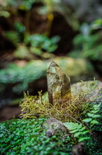 Load image into Gallery viewer, Forest Citrine | Nature Photography Print
