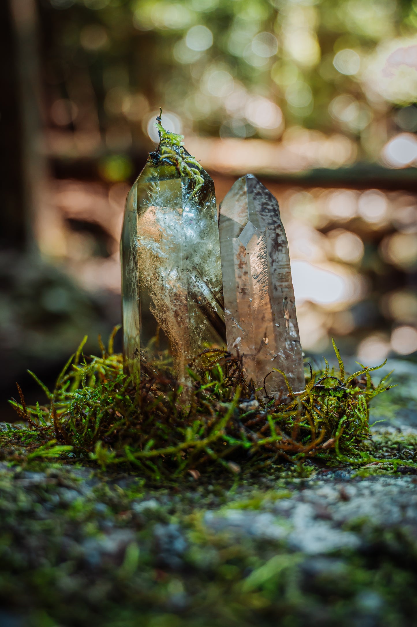 Forest Citrine & Smoky Quartz | Nature Photography Print