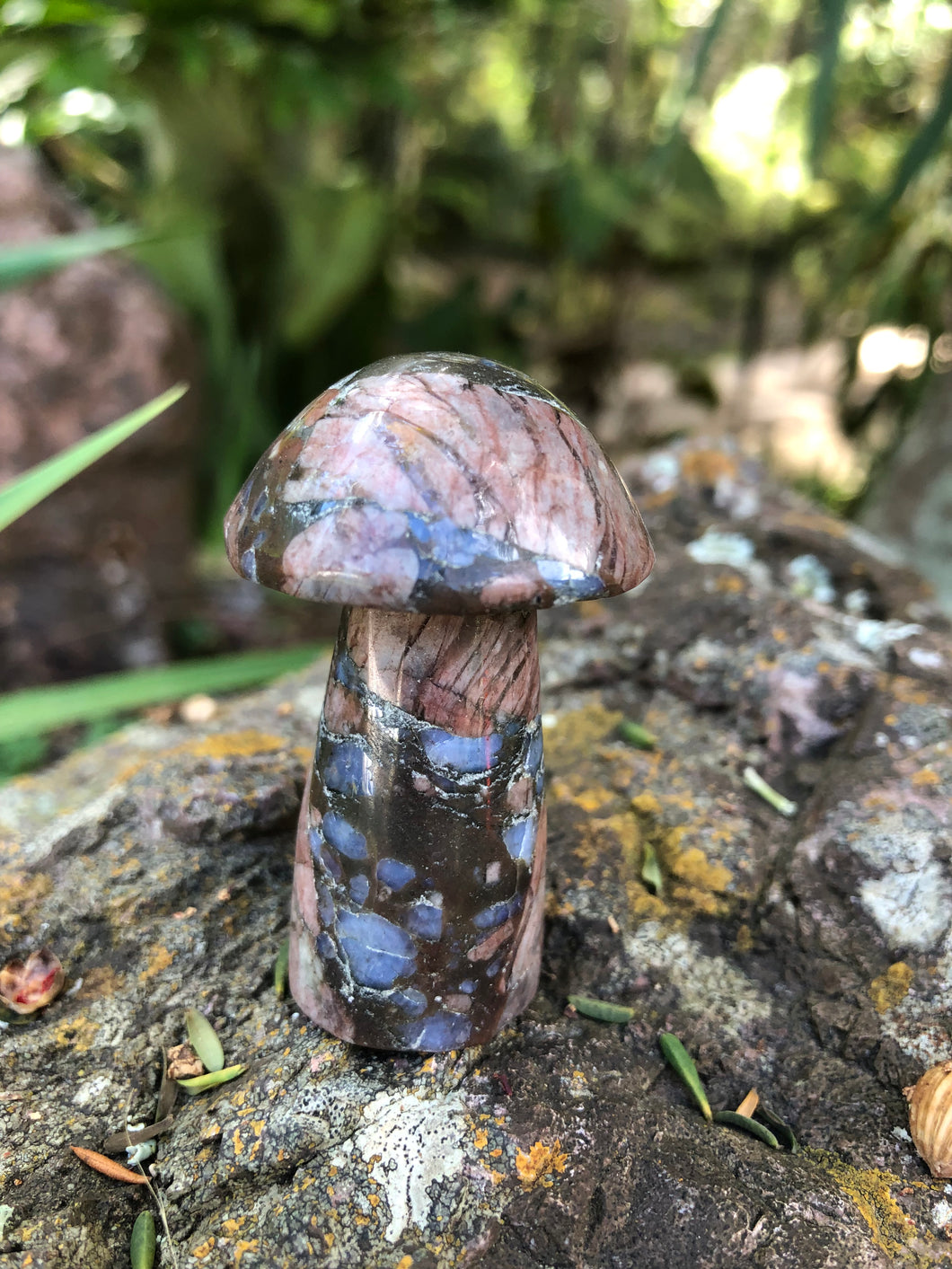 Que Sera Mushroom