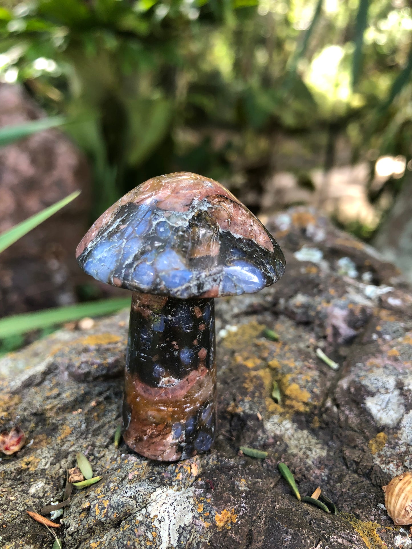 Que Sera Mushroom