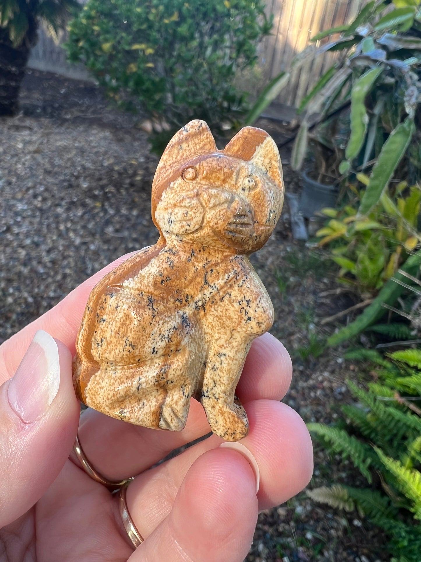 Picture Jasper Cat