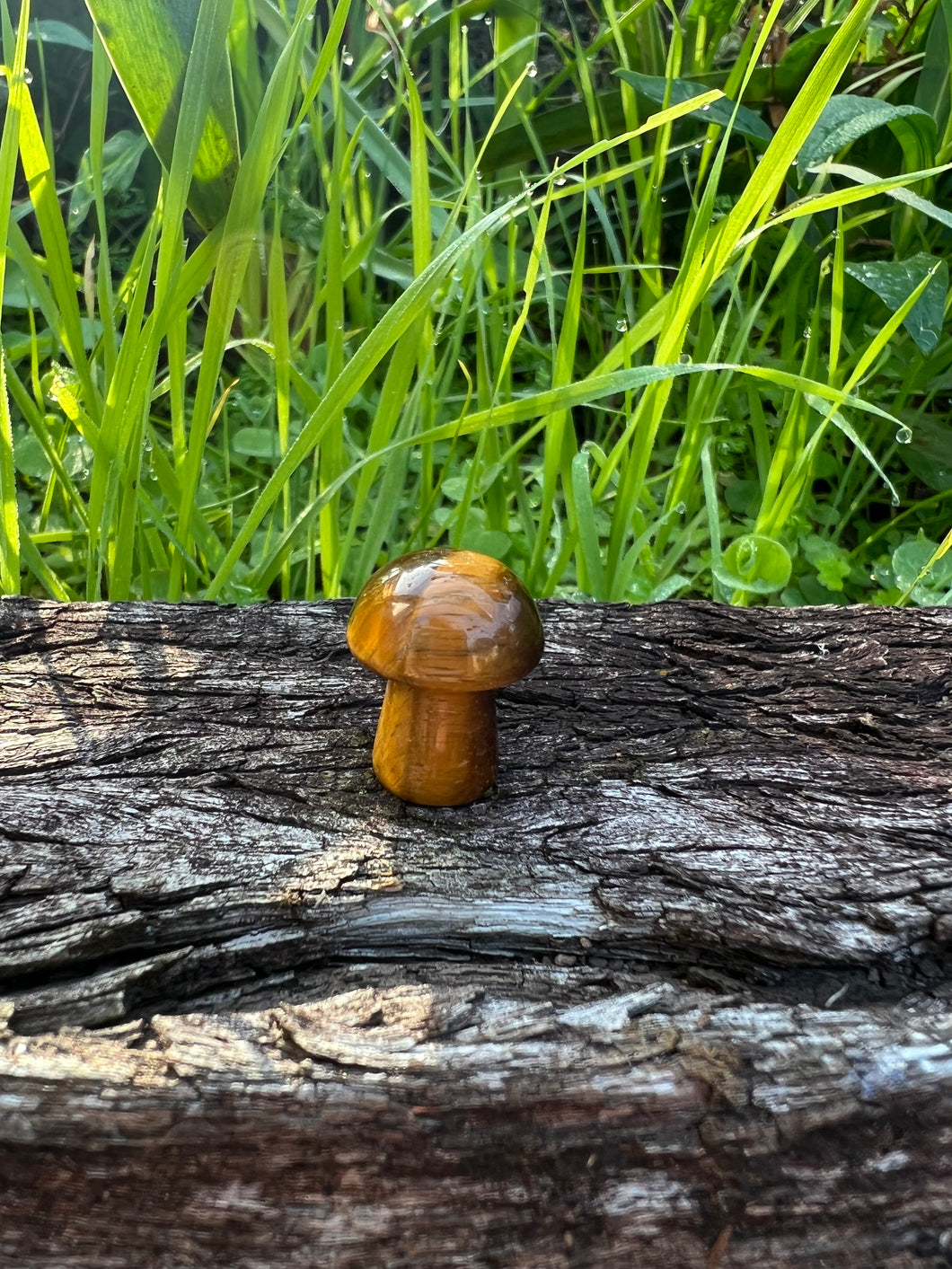 Tiger Eye Mini Mushroom