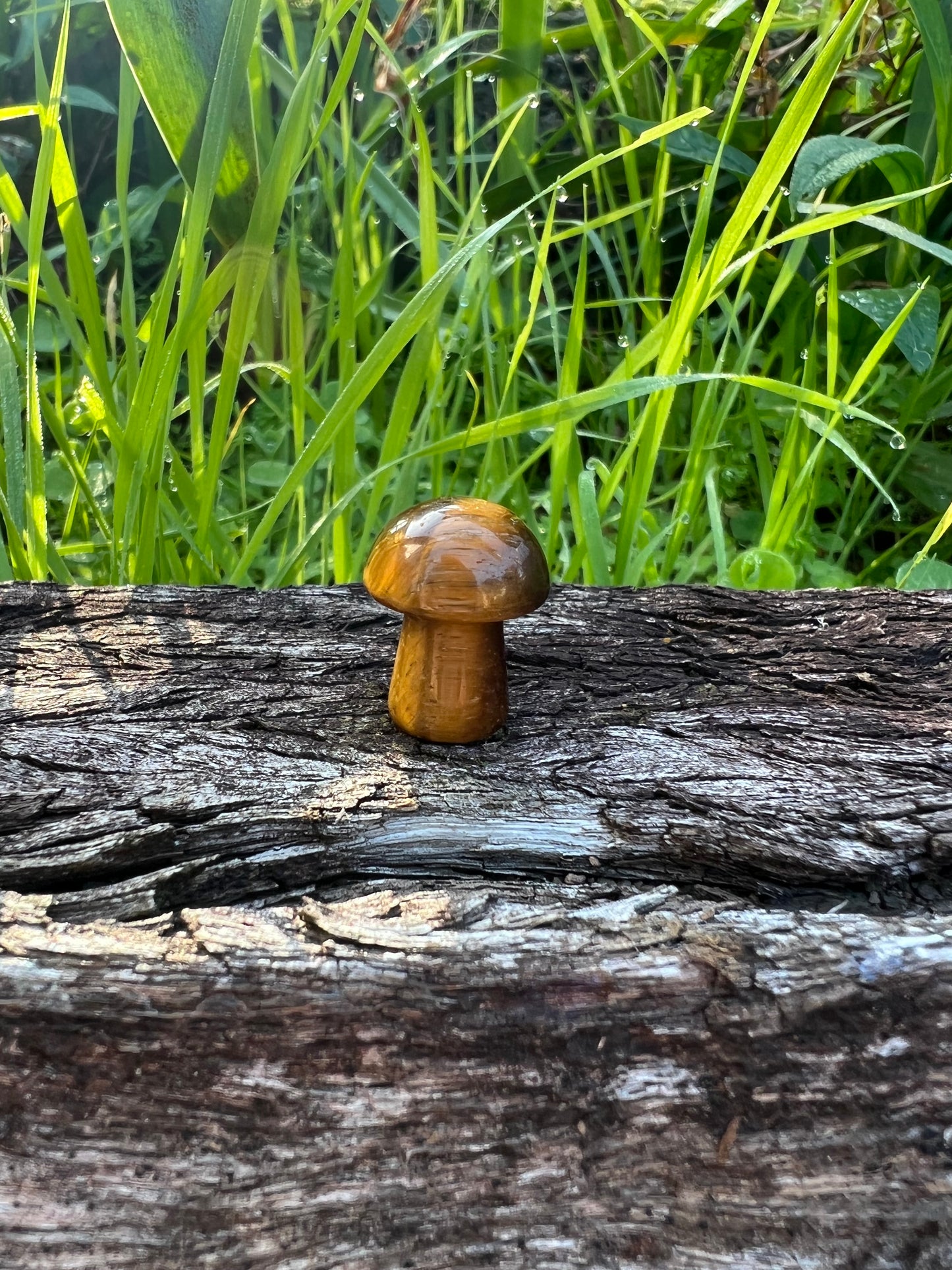 Tiger Eye Mini Mushroom
