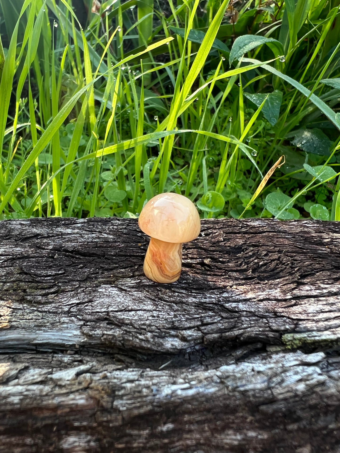 Crazy Lace Agate Mini Mushroom