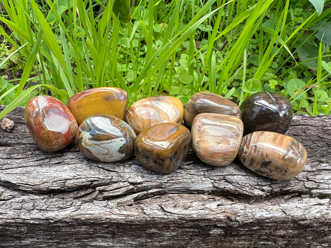 Petrified Wood Tumble