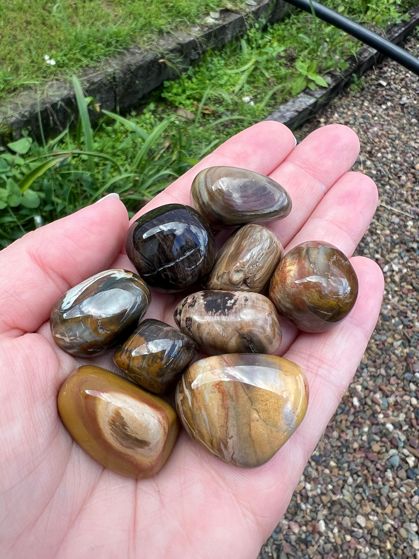 Petrified Wood Tumble