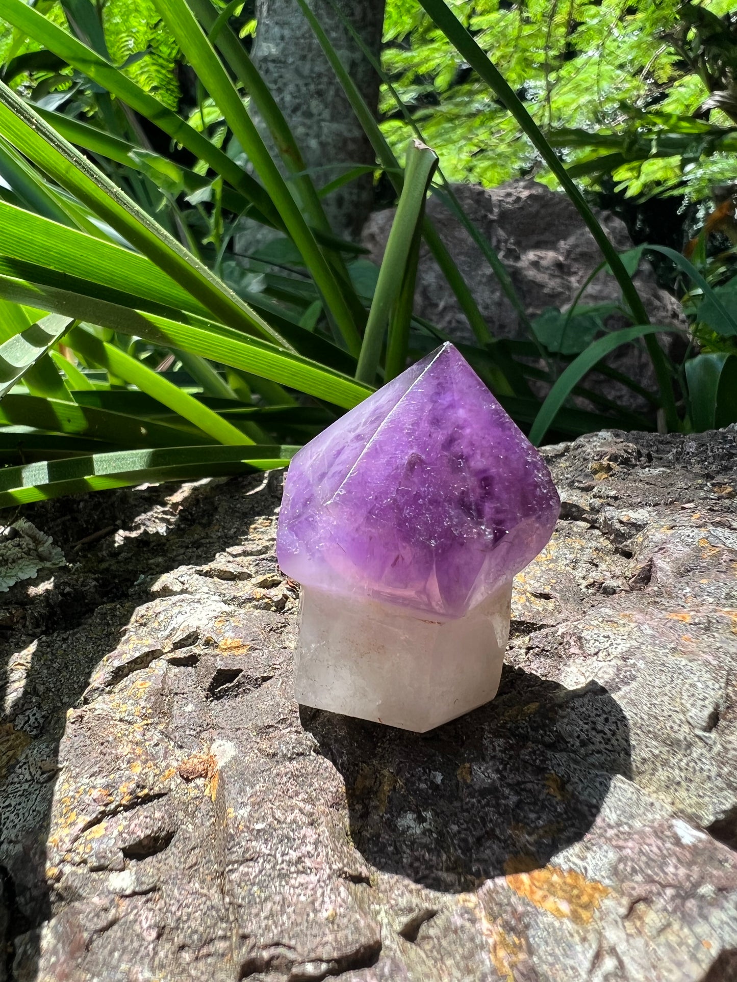 Amethyst Mushroom