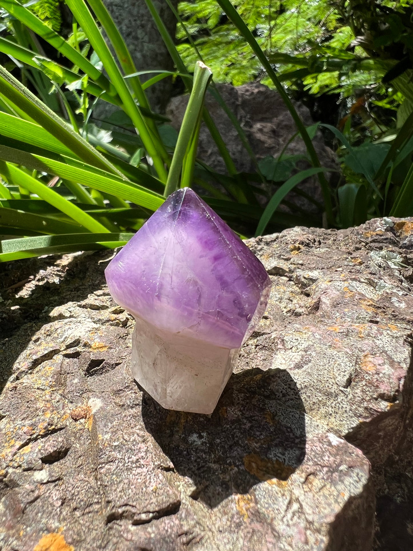 Amethyst Mushroom