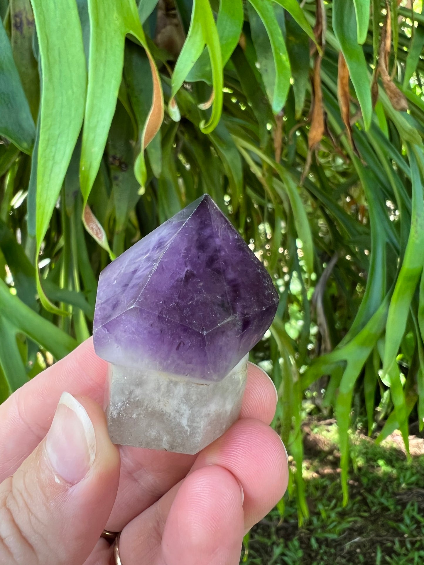 Amethyst Mushroom