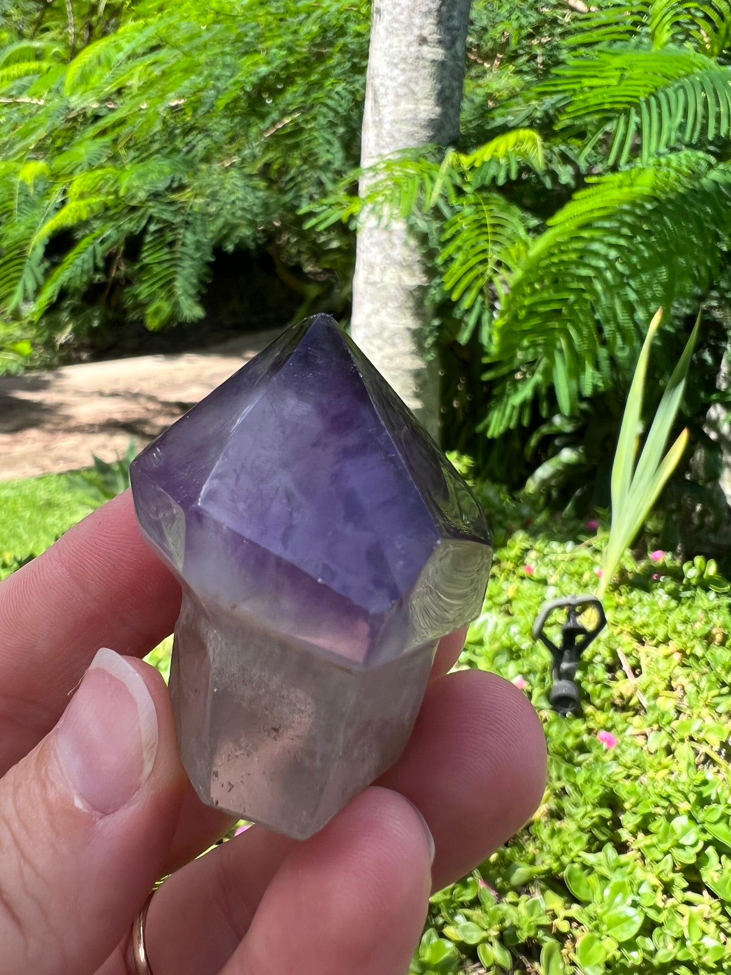 Amethyst Mushroom