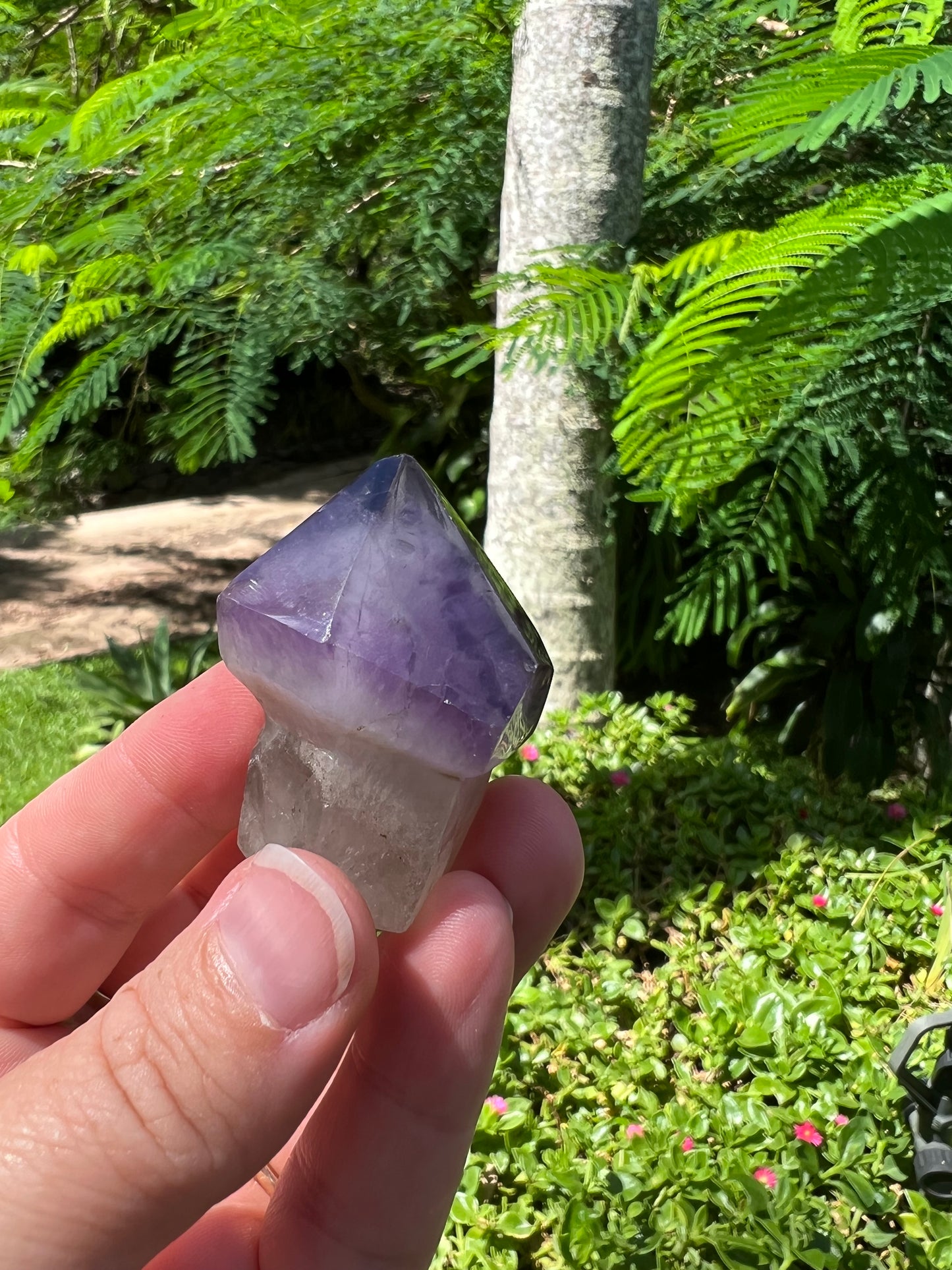 Amethyst Mushroom