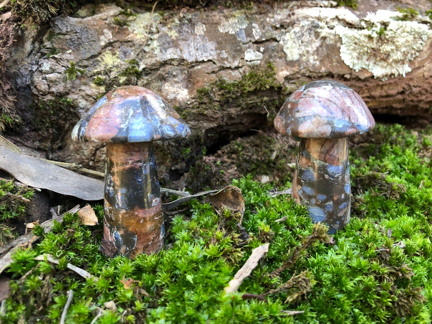 Que Sera Mushroom