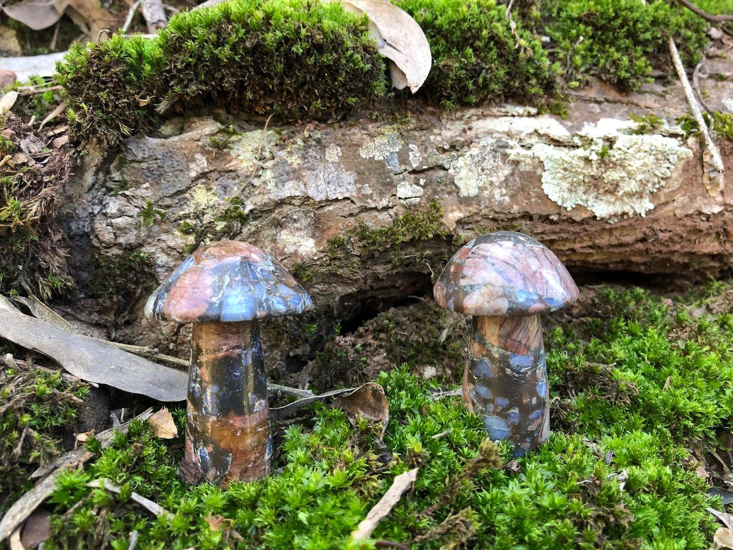 Que Sera Mushroom