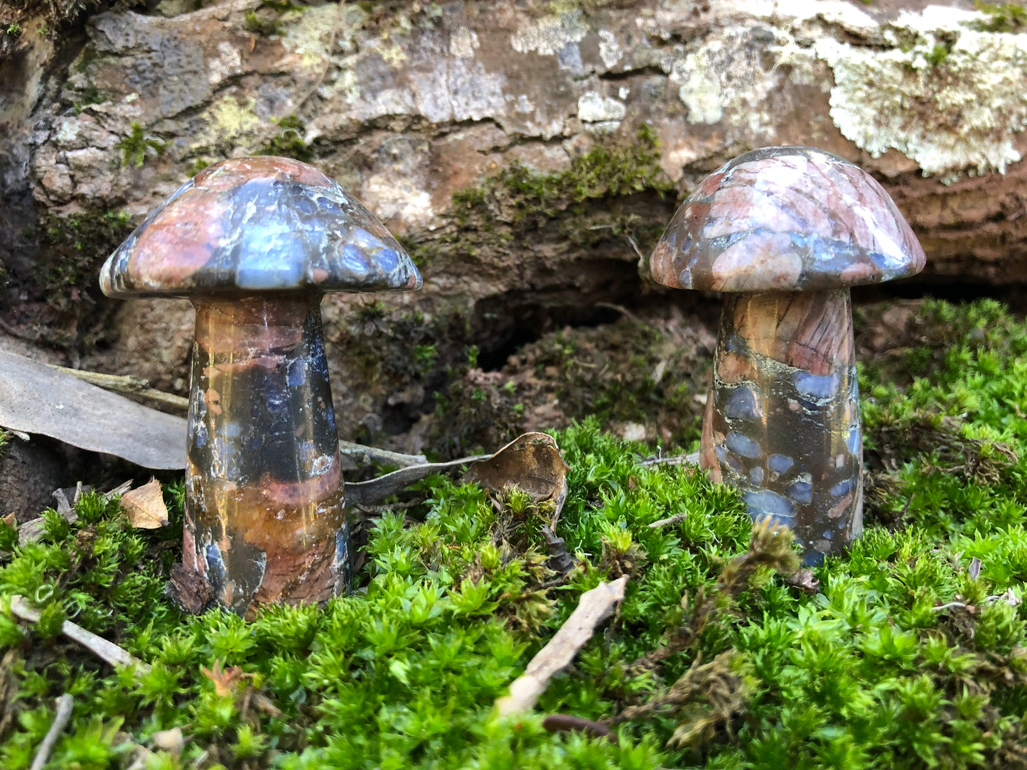 Que Sera Mushroom